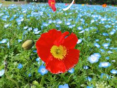 -上海滨江森林公园