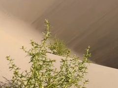 -鸣沙山月牙泉风景名胜区
