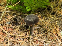 -五营红松林海景区