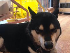 -柴犬高等学院·狗咖·柴犬售卖·宠物训练