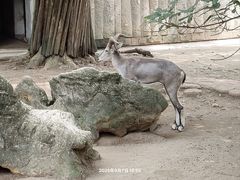 -成都动物园