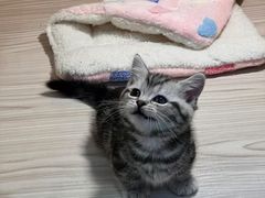-屋虎猫馆(宝安大仟里店)