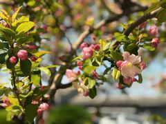 -海棠花溪(元大都城垣遗址公园)