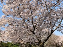 景点-汉拿树木园