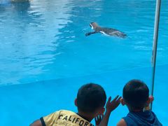 -帝企鹅自助餐厅•儿童岛•真企鹅(长隆企鹅酒店)