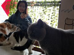 -喵园·猫主题咖啡厅·撸猫·猫咖(国贸店)