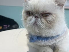-怪兽屋·羊驼·猫咖·狗咖(俊华广场店)
