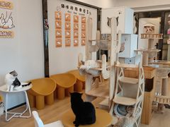 -有喵·猫咖·狗咖·40+猫狗有小奶狗(岗厦店)