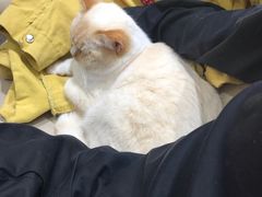 -藏猫猫咖啡主题馆(中央大道店)