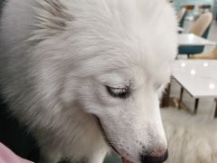 -安格丽娜·狗咖·猫咖羊驼咖(春熙路百盛商场店)