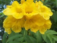 -松山湖梦幻百花洲