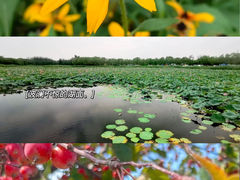 -南海子公园