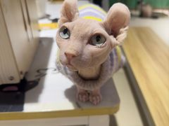 -藏猫猫咖啡主题馆(中央大道店)