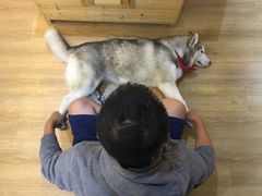 -Husky Go! 哈士奇体验馆·宠物咖啡厅狗咖
