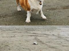-石棉县孟获城