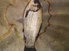 -酷鱼垂钓CLUB(朝阳区博大路店 )