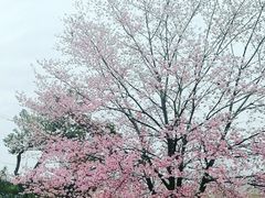 -武汉大学-樱园