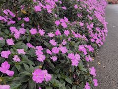 -上海滨江森林公园
