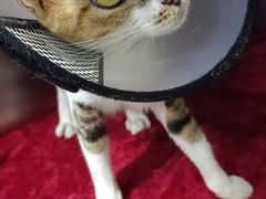 -瑞派动物医院·猫专科·至诚(江南中分院)