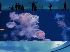 -珠海长隆海洋王国