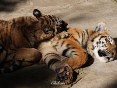 -云南野生动物园