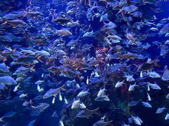 -成都浩海立方海洋公园