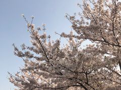 -高东镇樱花园