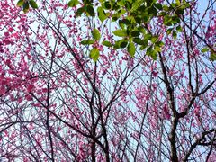 -游子山休闲旅游区