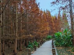 -桤木河湿地公园