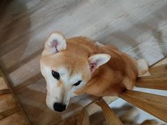 -柴迷FANS CLUB·柴犬狗咖·猫咖