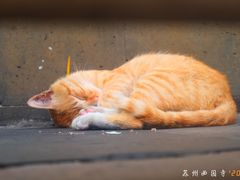 -西园戒幢律寺