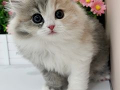 -小猫来了·猫舍(红山六九七九店)
