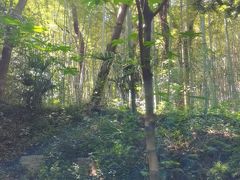 -上海佘山国家森林公园天马山园