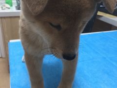 -芭比堂爱心动物医院·心脏科·犬猫内科(越城可乐分院)