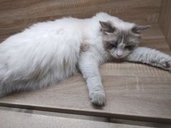 -藏猫猫咖啡主题馆(中央大道店)