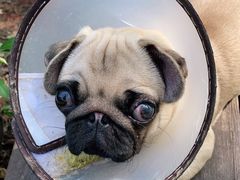 -康旭宠物医院(郑州总院)