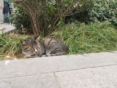 -西安大兴善寺