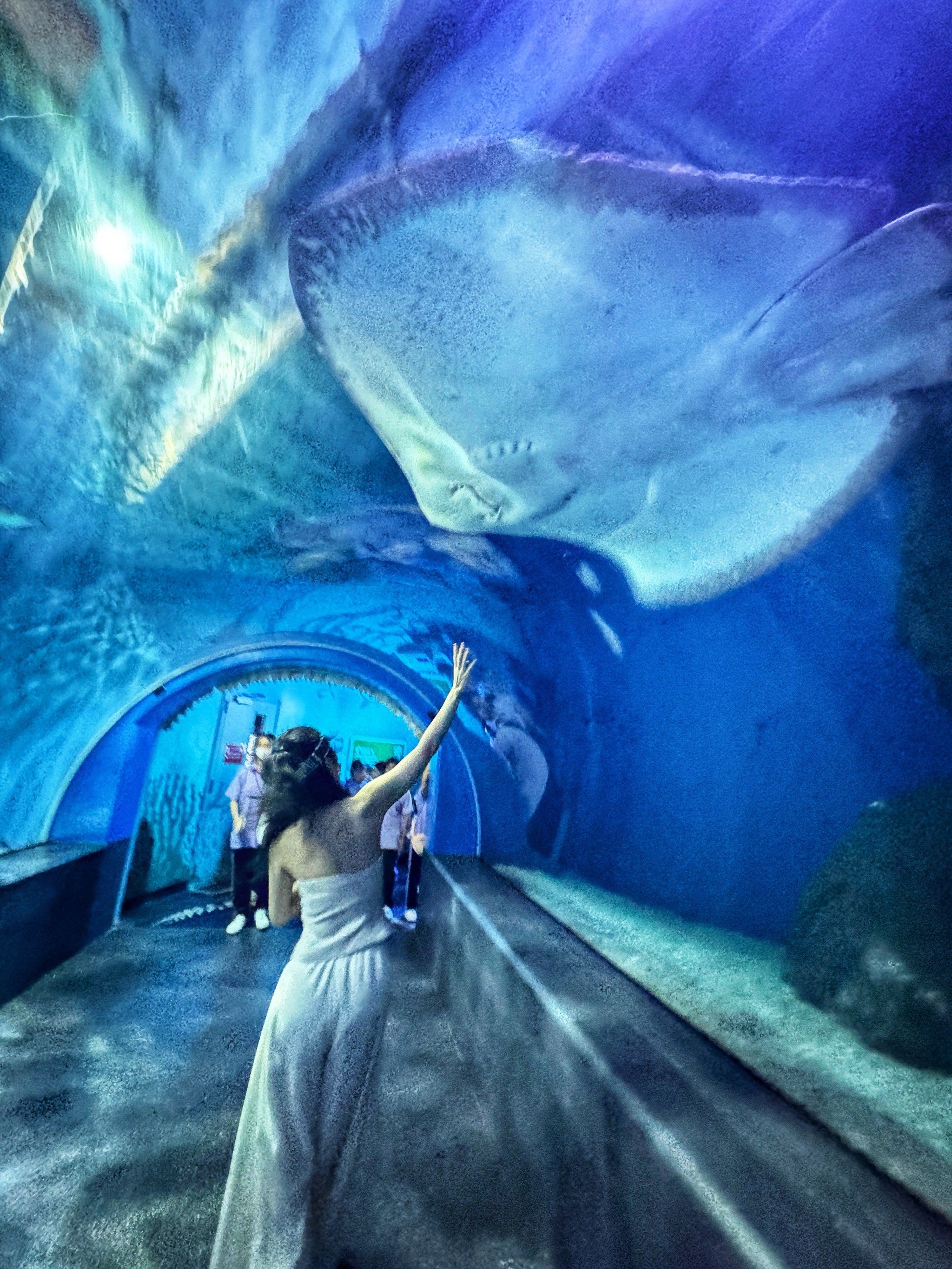 合理,鱼儿们游来游去,不用排队,每个人都能拍到与魔鬼鱼,大白鲨的合影