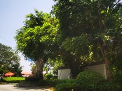 -三垟湿地