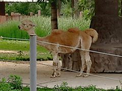 -石家庄市动物园