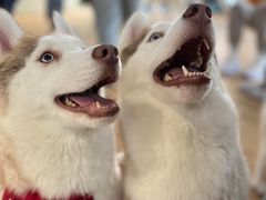 -Husky Go! 哈士奇体验馆·宠物咖啡厅狗咖