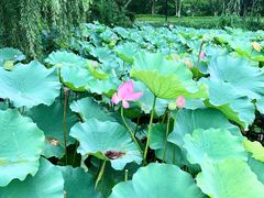 -乌镇望津里精品酒店