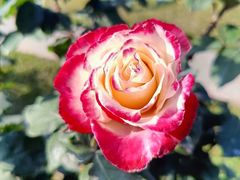 -人民公园(罗湖区)