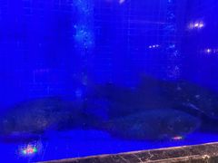 -忆江南·临江鱼馆