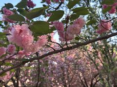 -莲花池公园