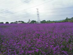 -紫颐香薰山谷景区