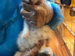 -猫十亿·布偶金渐层·曼基康矮脚猫舍(青年路店)
