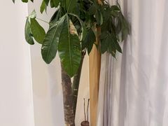 -巴拉吉·SPA·按摩养生馆