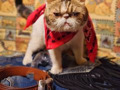 -达拉斯 沃斯堡国际机场