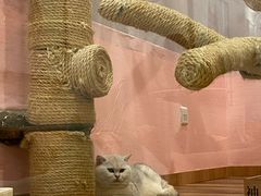 -袖虎·猫馆(体育西路店)